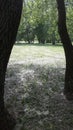 Aspen trees, cottonwood